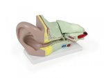 Ear Model