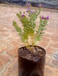 Polygala Myrtifolia 4LT
