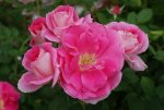 Carefree Wonder Rose 5LT