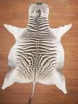 A Grade Zebra Hide 066 L
