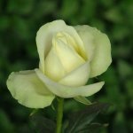 Penguin Hybrid Tea Rose 5LT