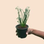 Corkscrew Albuca - Fizzle Sizzle - 12CM Nursery Pot