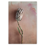 Watercolour Wash Protea 1 - A4 No Frame Print Only
