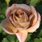 Rose Liewe Heksie 5LT