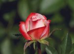 Zephelene Rose Standard lollipop 50CM
