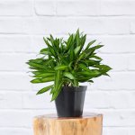 Dragon Tree - Song Of Jamaica - 15CM Nursery Pot