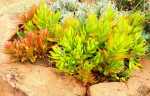 Crassula Capitella ‘campfire’ 15CM Pot