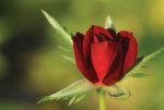 Red Figurine Rose Standard lollipop 50CM