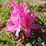 Azalea ‘magnifica’ 128 Plug Tray