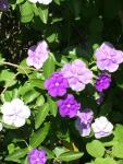 Brunfelsia Yesterday Today Tomorrow Plant 5 Litres