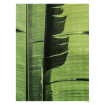 Tropical Dance Art Print - A3