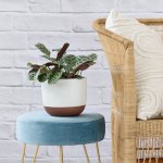 Calathea Peacock - In White Pluto Planter