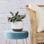 Calathea Peacock - In White Pluto Planter
