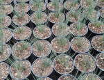 Juncus Tenuis ‘blue Dart’ 15CM Pot