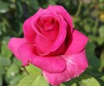 Rina Hugo Hybrid Tea Rose 5LT