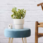 Baby Rubber Plant - Variegated - In 16CM Flo Planter