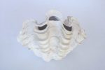 Clam Shell 20X31CM
