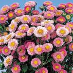 Aster Matsumoto Pink - 1000 Raw Seed