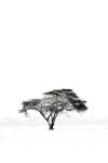 Mkubwa Artwork - 110CM X 170CM