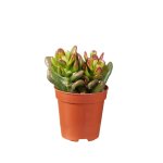 Crassula Gandalf 4LT