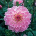 Dahlia Decorative – “nepos” Bulbs