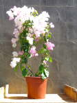 Bougainvillea Coconut Ice 10LT