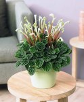 Peperomia Caperata Lilian Seedlings - 3 Plug Plants