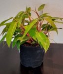 Philodendron “painted Lady” 20CM Pot
