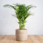 Parlor Palm - Large - In Sinan Palm Leaf Basket