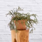 Hairy Stemmed Rhipsalis - In Azalea Terracotta Pot Set