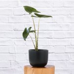 Alocasia Zebrina - In 21CM Black Moon Planter Stunning XL Plants