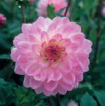 Dahlia Decorative – “pink” Bulbs