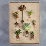 Succulent Study 8 Art Print - A2 Framed Canvas With Natural Wood Frame