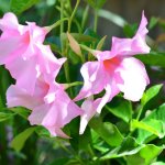 Dipladenia ‘diamantina Tourmaline Rose’ 19CM Pot On Trellis