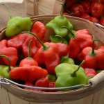 Capsicum Mad Hatter Seed - 100 Raw Seed