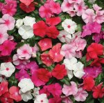 Vinca Pacifica Mix Xp Seed - 30 Raw Seed