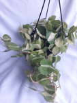 Heart Leaf Philodendron Brasil 20CM Hanging Basket