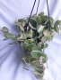 Heart Leaf Philodendron Brasil 20CM Hanging Basket