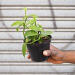 Vanilla Orchid - In Mustard Migo Planter