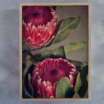 Red Protea 2 Art Print - A2 Framed Canvas With Natural Wood Frame