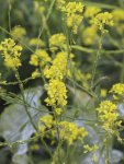 Mustard Black Seed - 5 G Raw Seed
