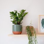 Zz Plant - In Forest Green Pluto Planter