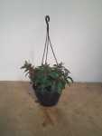 Nematanthus M. Glow 20CM Hanging Basket