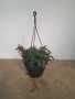 Nematanthus M. Glow 20CM Hanging Basket