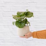 Calathea Orbifolia - In Helia Concrete Planter