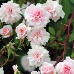 Cecile Brunner Climbing Rose 5LT