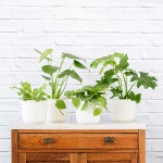 Jungle Starter Pack - In Matt White Ceramic Pots