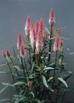Celosia Flamingo Feather - 1000 Raw Seed