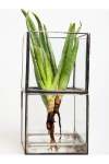 Glass Root Box - Large 30CM Glass