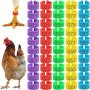 100PCS Chicken Leg Bands Colorful Numbered Chicken Tags For Legs Poultry Leg Bands For Ducks Chicks Goose